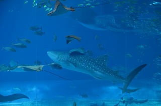 水族館600.jpg